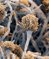 Aspergella Fungus