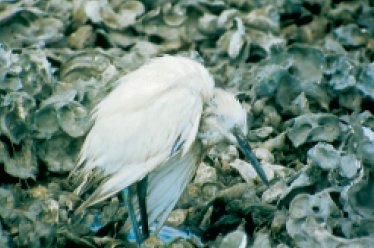 An immature little blue heron with psittacosis