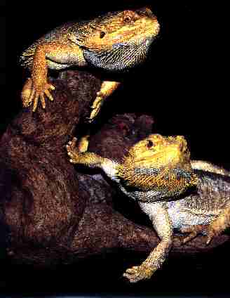Photo of Bearded Dragons