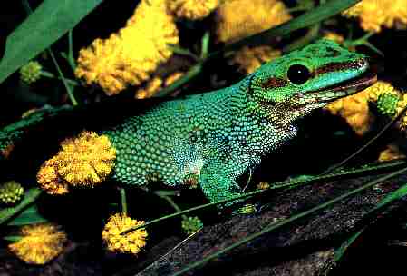 Photo of Giant Madagascar Day Gecko