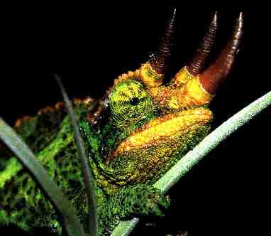 Photo of Male Jackson Chameleon