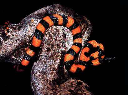 Photo of Ringed Python