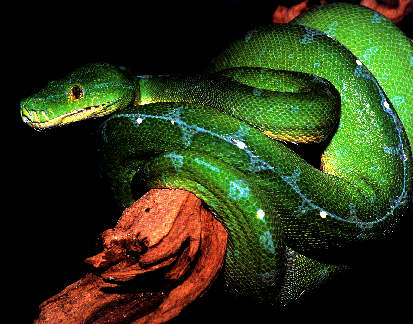 Photo of Green Tree Python