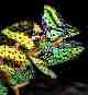 Male Veiled Chameleon