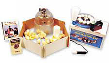 Classroom Incubation Kit for School Projects and home schoooling