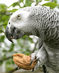 African Grey Parrot with Nut