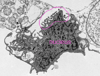 Tissue culture cell infected with an arenavirus.